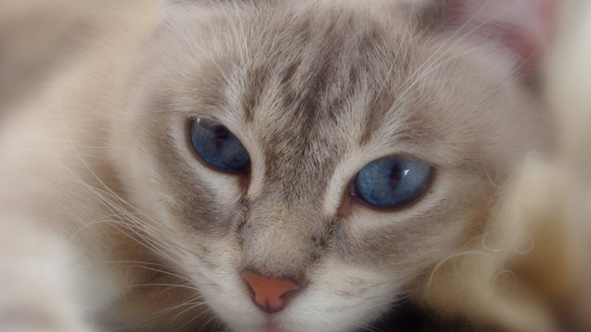 Обои Cat With Blue Eyes 1920x1080