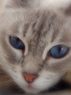 Обои Cat With Blue Eyes 240x320
