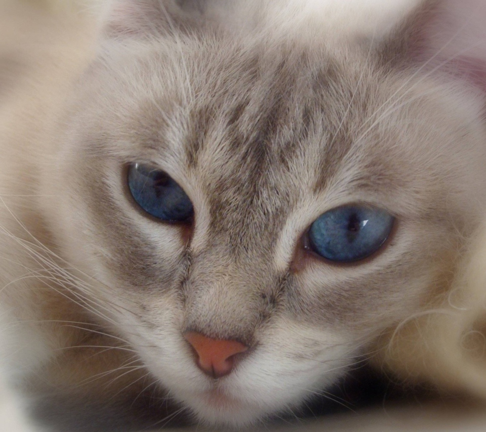 Обои Cat With Blue Eyes 960x854