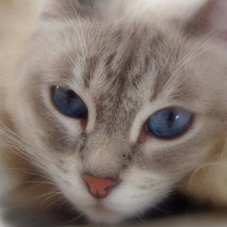 Kostenloses Cat With Blue Eyes Wallpaper für 208x208