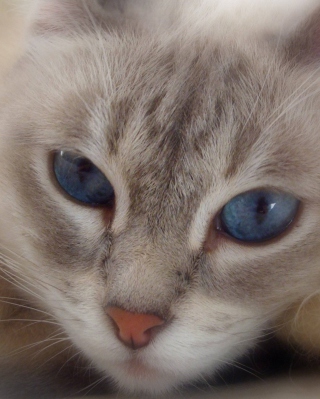 Cat With Blue Eyes - Obrázkek zdarma pro 240x320