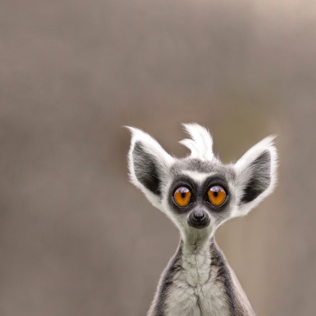 Fondo de pantalla Cute Lemur 1024x1024