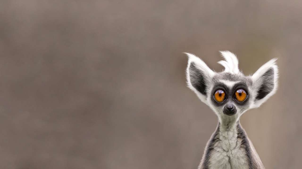 Cute Lemur wallpaper 1280x720