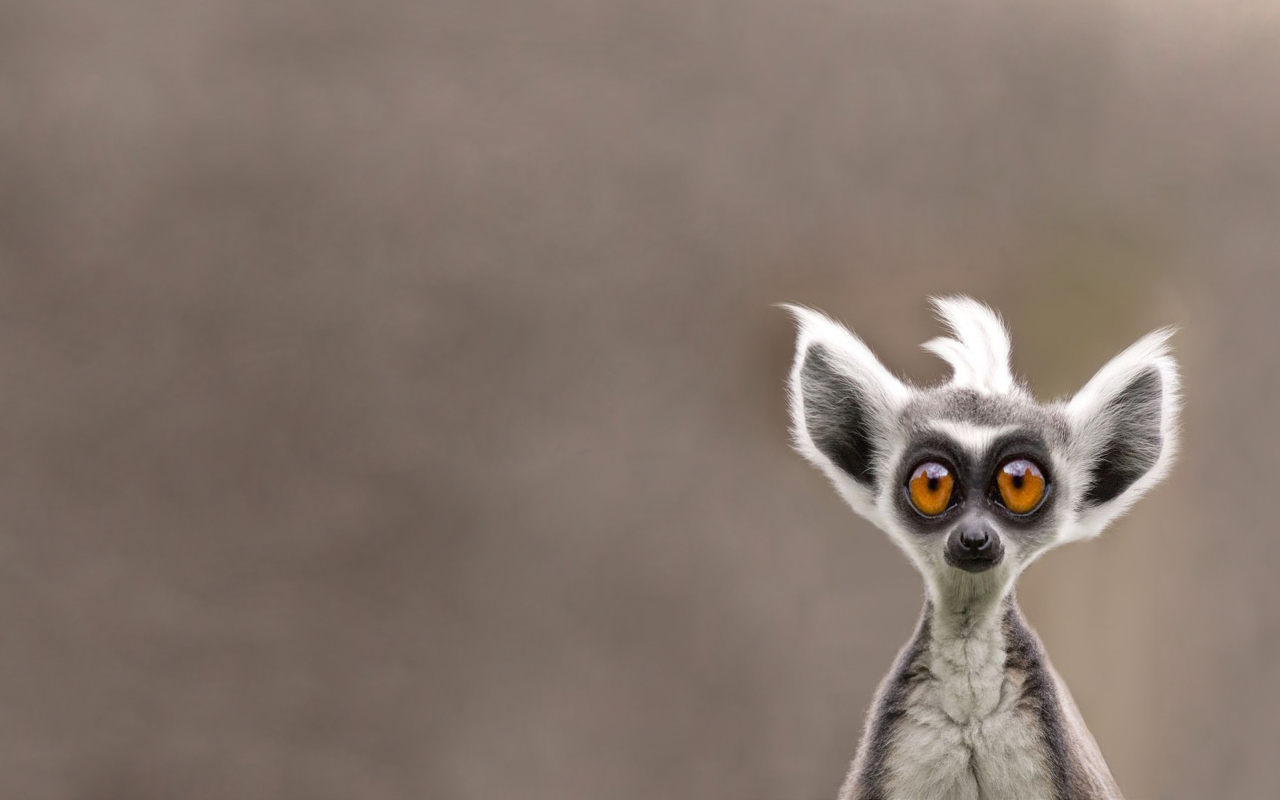 Das Cute Lemur Wallpaper 1280x800