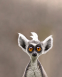 Das Cute Lemur Wallpaper 128x160