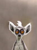 Screenshot №1 pro téma Cute Lemur 132x176