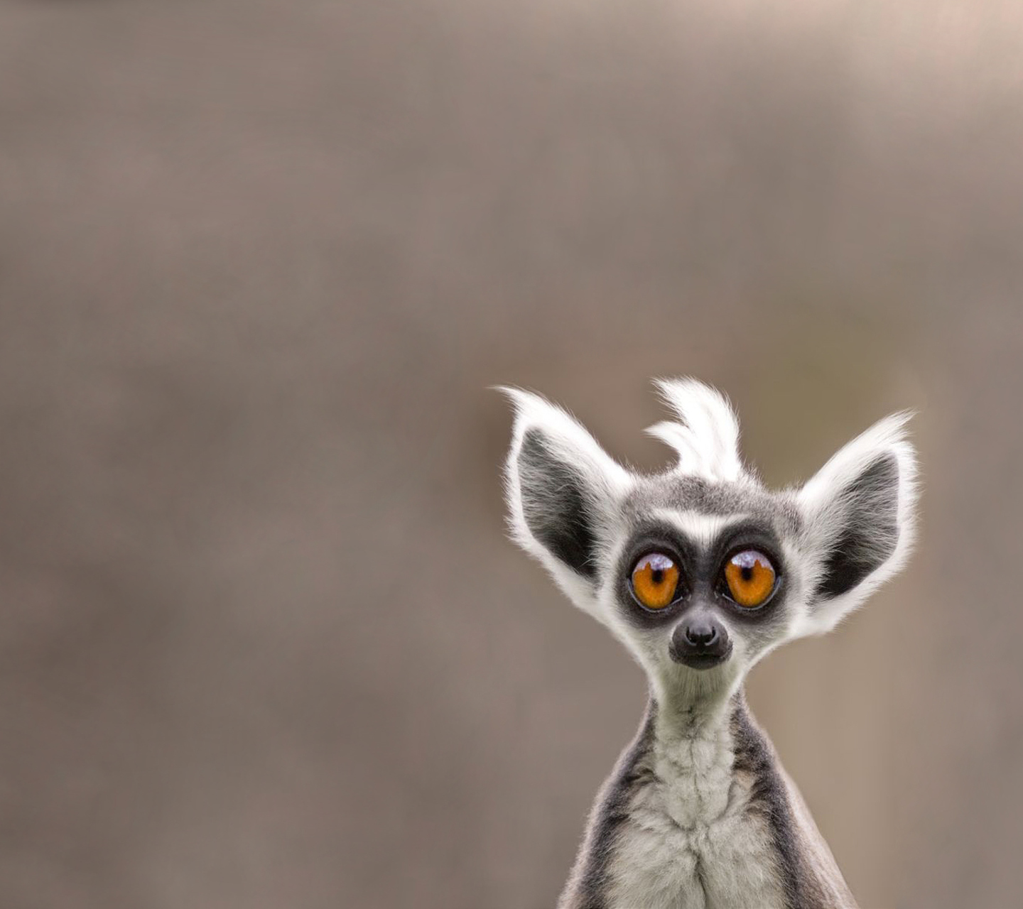 Screenshot №1 pro téma Cute Lemur 1440x1280