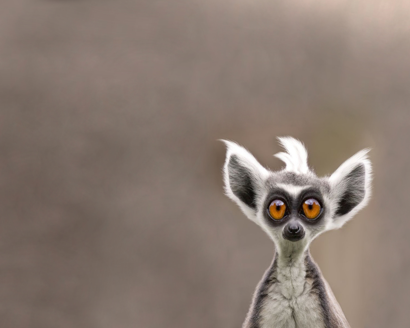 Screenshot №1 pro téma Cute Lemur 1600x1280