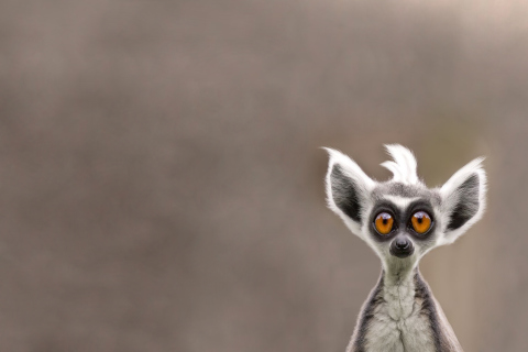 Das Cute Lemur Wallpaper 480x320