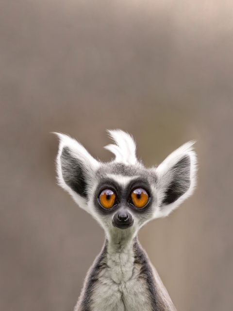 Screenshot №1 pro téma Cute Lemur 480x640