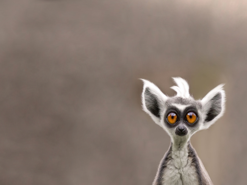 Screenshot №1 pro téma Cute Lemur 800x600