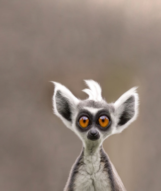 Cute Lemur - Obrázkek zdarma pro 360x640