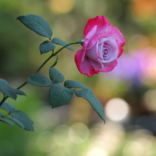 Pink Rose - Fondos de pantalla gratis para 1024x1024