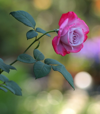 Free Pink Rose Picture for 768x1280