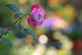 Pink Rose - Obrázkek zdarma pro 960x854