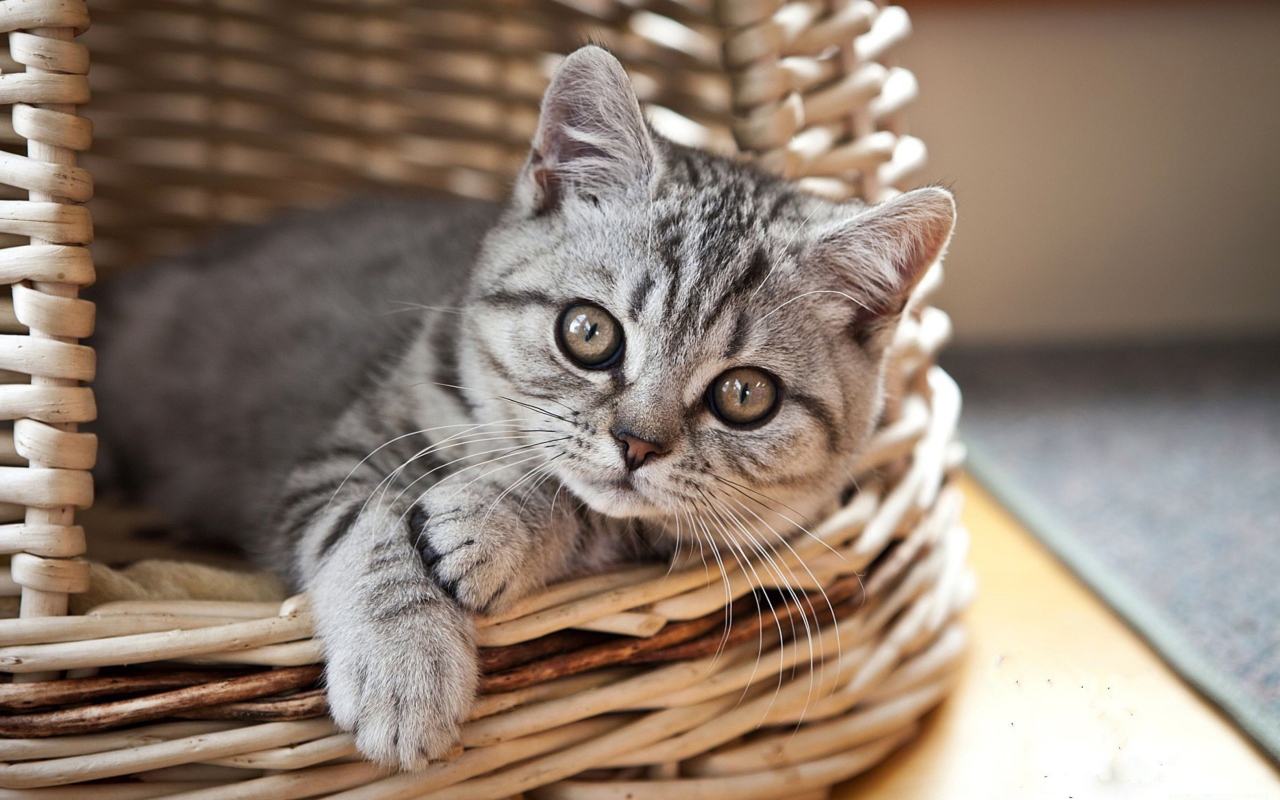 Das Cat in Basket Wallpaper 1280x800