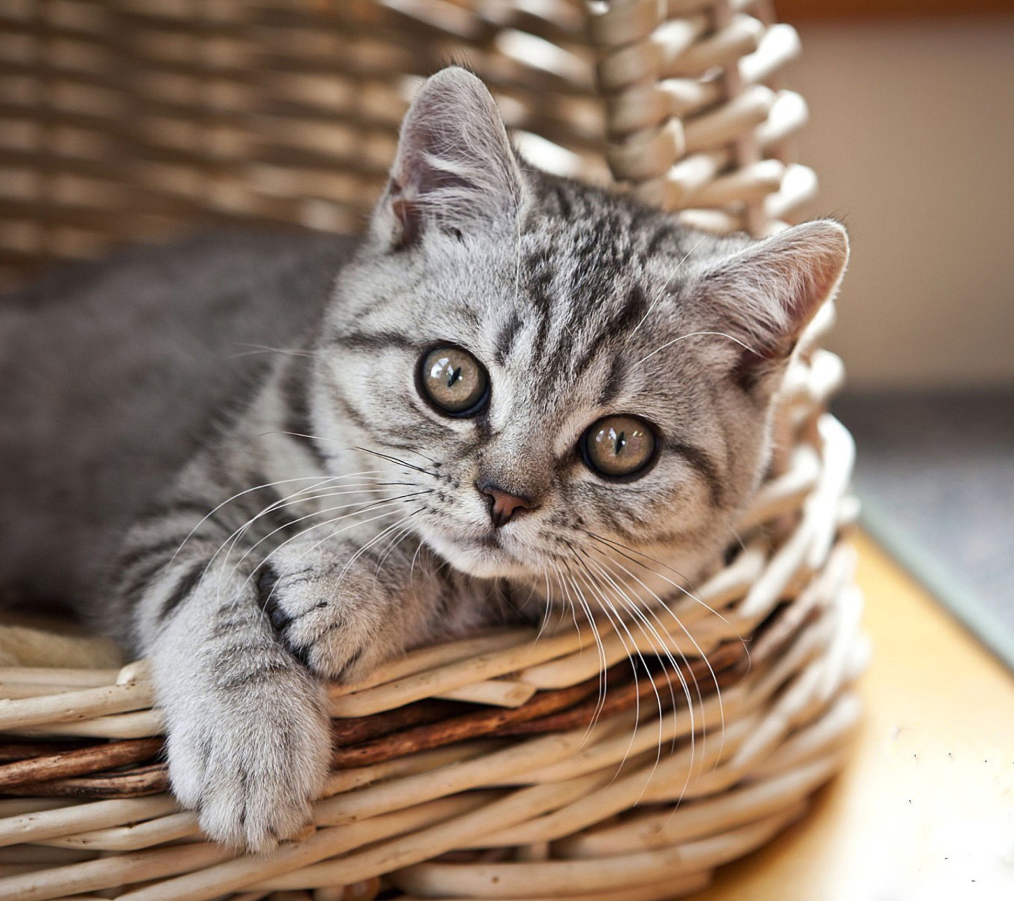 Das Cat in Basket Wallpaper 1440x1280