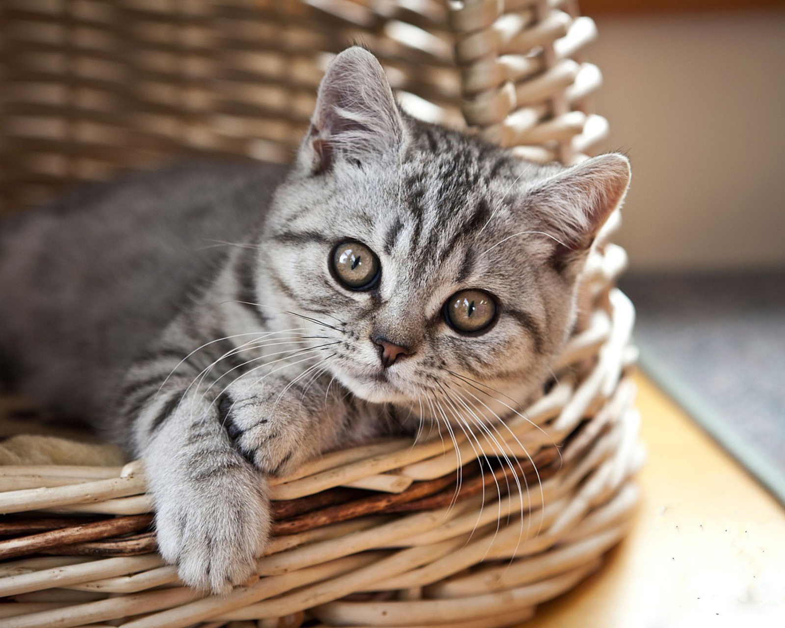 Cat in Basket wallpaper 1600x1280