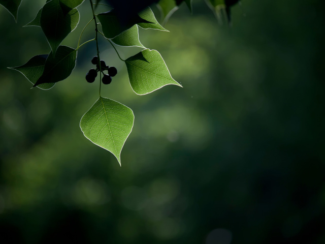 Обои Macro Berries and Leaves 640x480