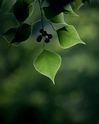 Macro Berries and Leaves - Obrázkek zdarma pro iPhone 6 Plus