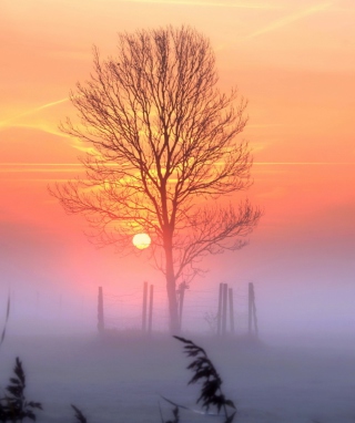 Sunset And Mist sfondi gratuiti per 640x1136