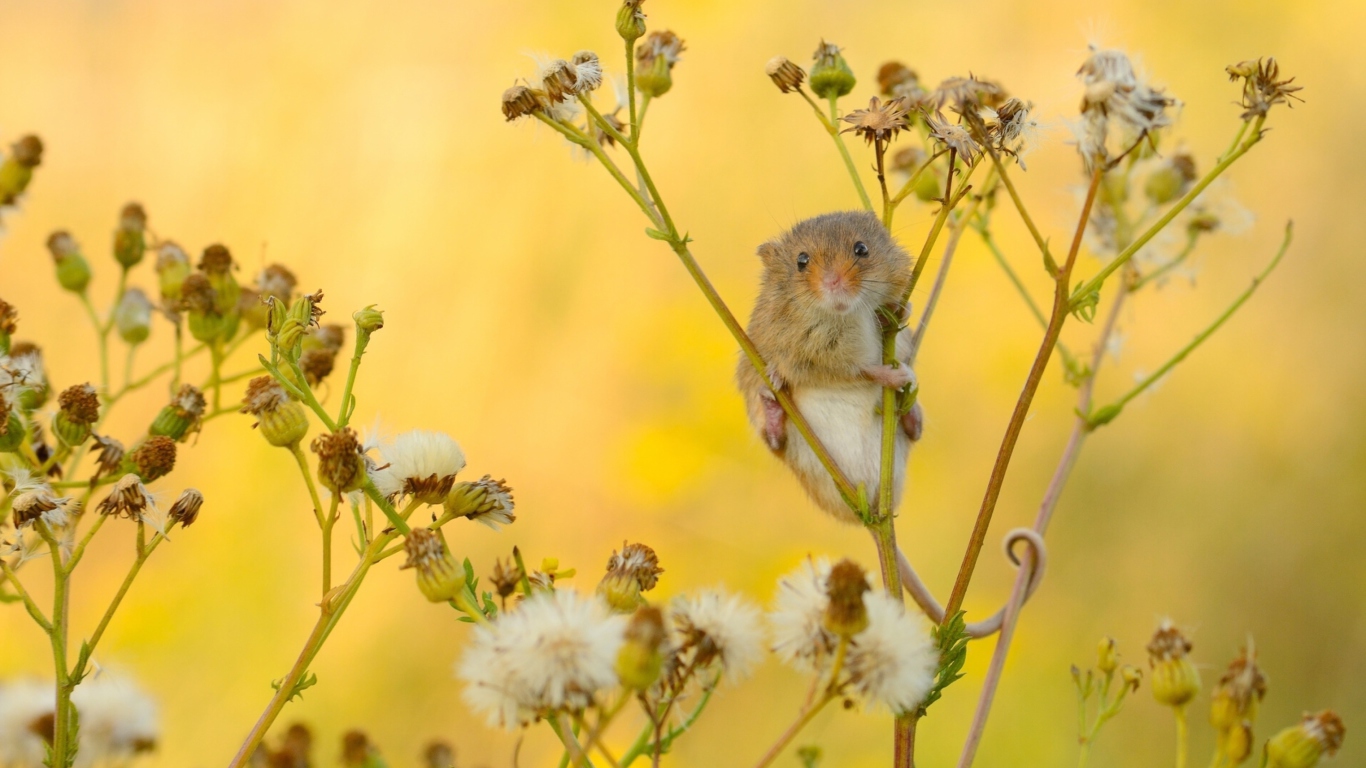Das Little Mouse On Flower Wallpaper 1366x768