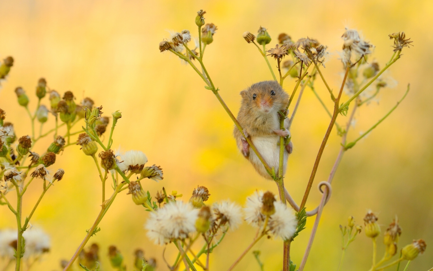 Обои Little Mouse On Flower 1440x900