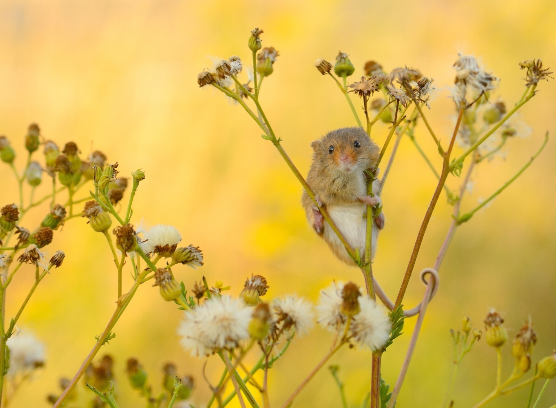 Little Mouse On Flower screenshot #1 1920x1408