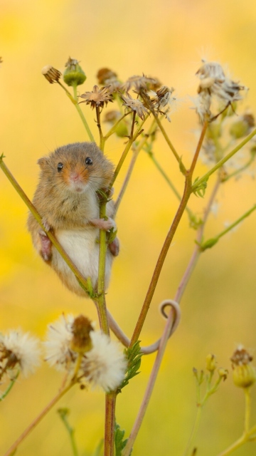 Sfondi Little Mouse On Flower 360x640