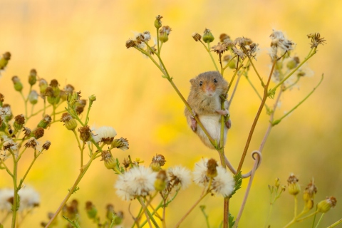 Обои Little Mouse On Flower 480x320