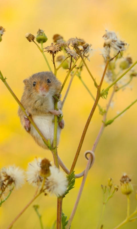 Sfondi Little Mouse On Flower 480x800