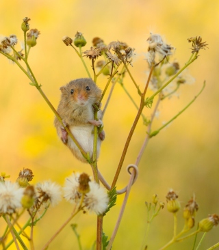 Little Mouse On Flower - Obrázkek zdarma pro 750x1334