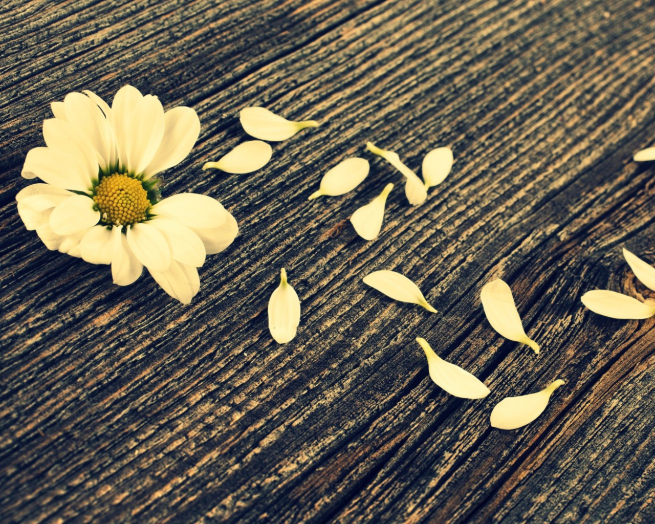 Daisy On Wood screenshot #1 1280x1024