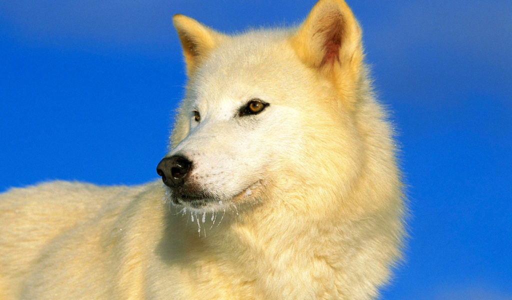 White Wolf screenshot #1 1024x600