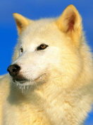 Fondo de pantalla White Wolf 132x176