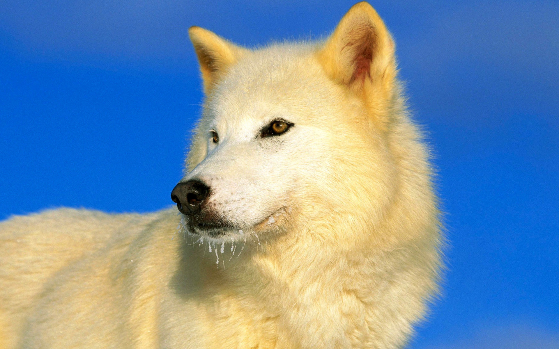 Fondo de pantalla White Wolf 1920x1200