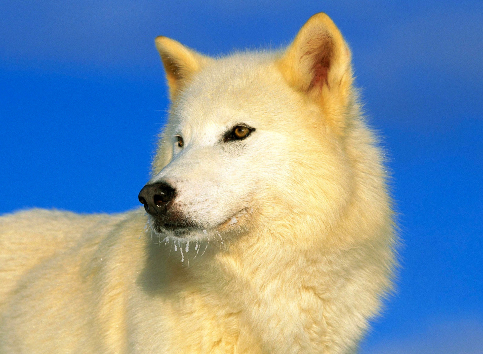 White Wolf screenshot #1 1920x1408