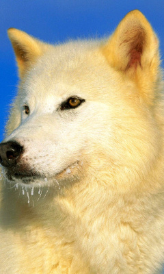 Das White Wolf Wallpaper 240x400