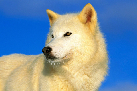 Fondo de pantalla White Wolf 480x320