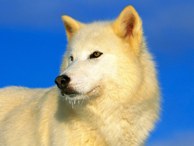 Fondo de pantalla White Wolf 640x480