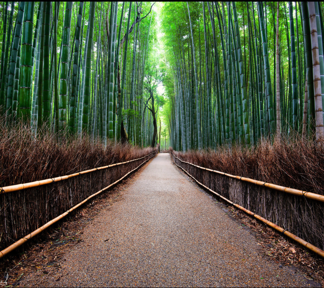 Fondo de pantalla Bamboo Forest Arashiyama in Kyoto 1080x960