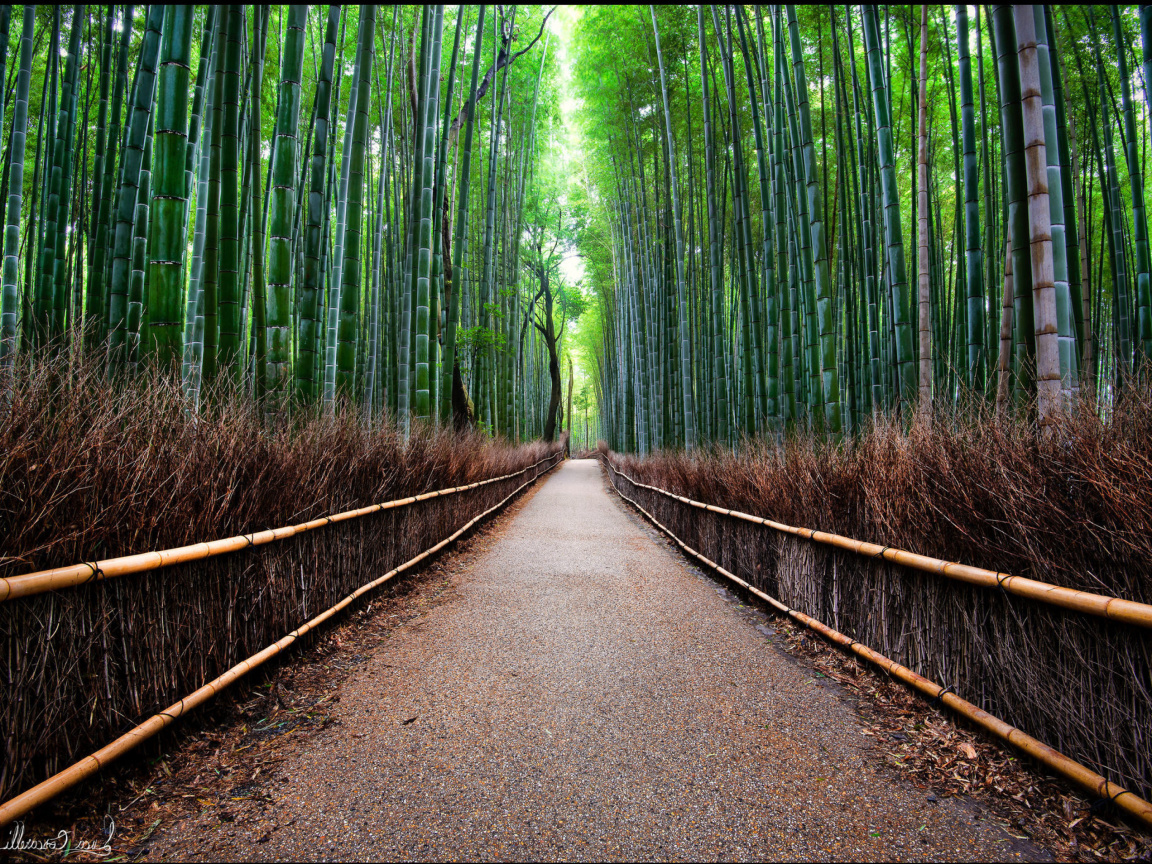 Fondo de pantalla Bamboo Forest Arashiyama in Kyoto 1152x864