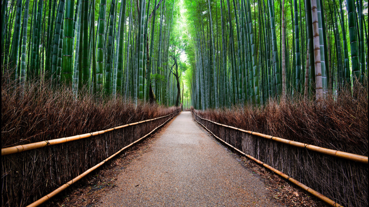 Screenshot №1 pro téma Bamboo Forest Arashiyama in Kyoto 1280x720