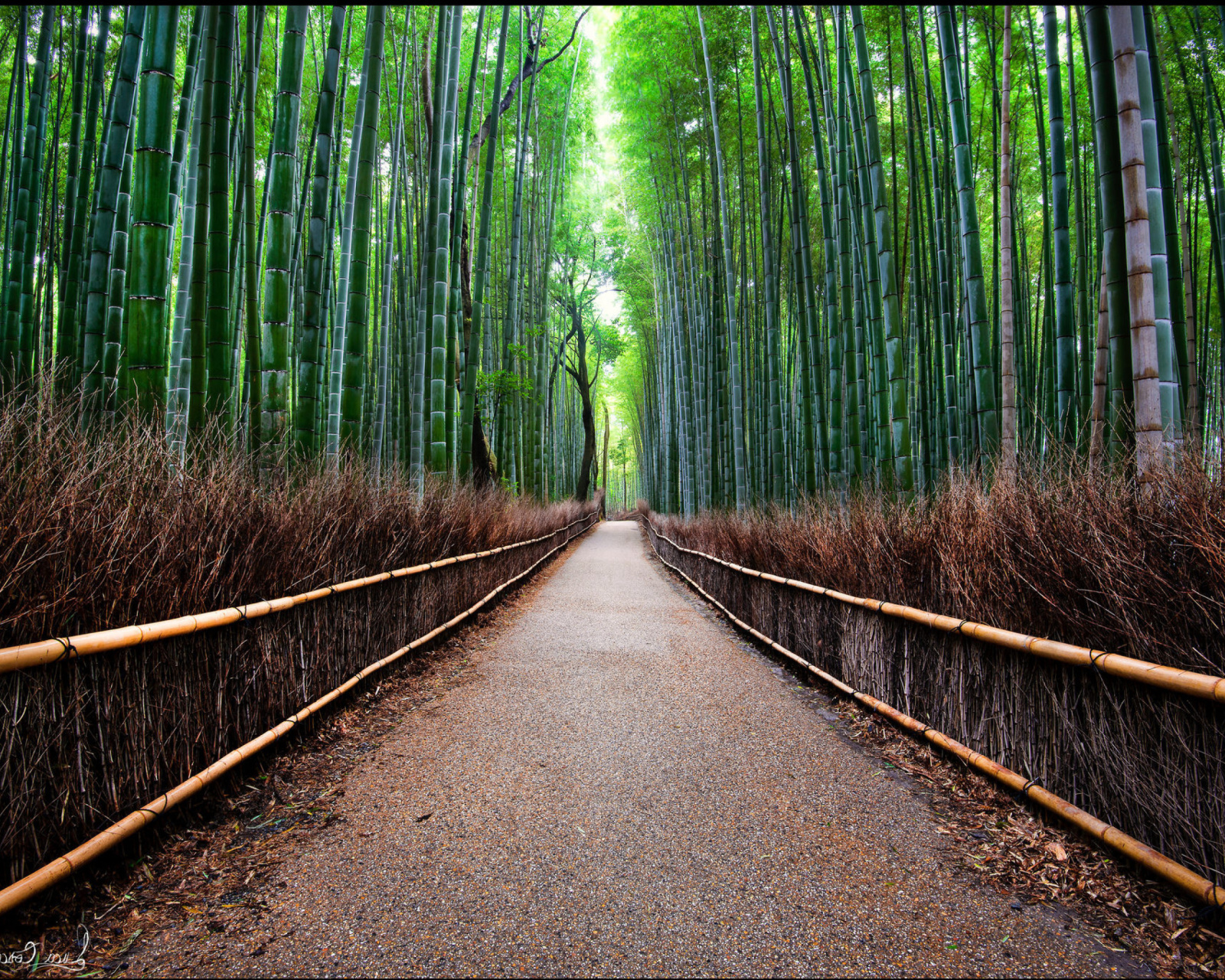 Обои Bamboo Forest Arashiyama in Kyoto 1600x1280