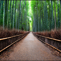 Das Bamboo Forest Arashiyama in Kyoto Wallpaper 208x208