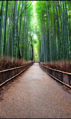Das Bamboo Forest Arashiyama in Kyoto Wallpaper 240x400