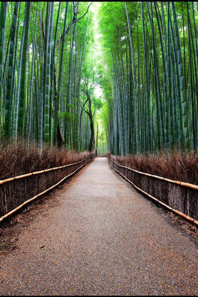 Fondo de pantalla Bamboo Forest Arashiyama in Kyoto 640x960