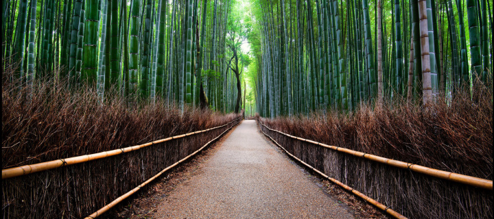 Sfondi Bamboo Forest Arashiyama in Kyoto 720x320