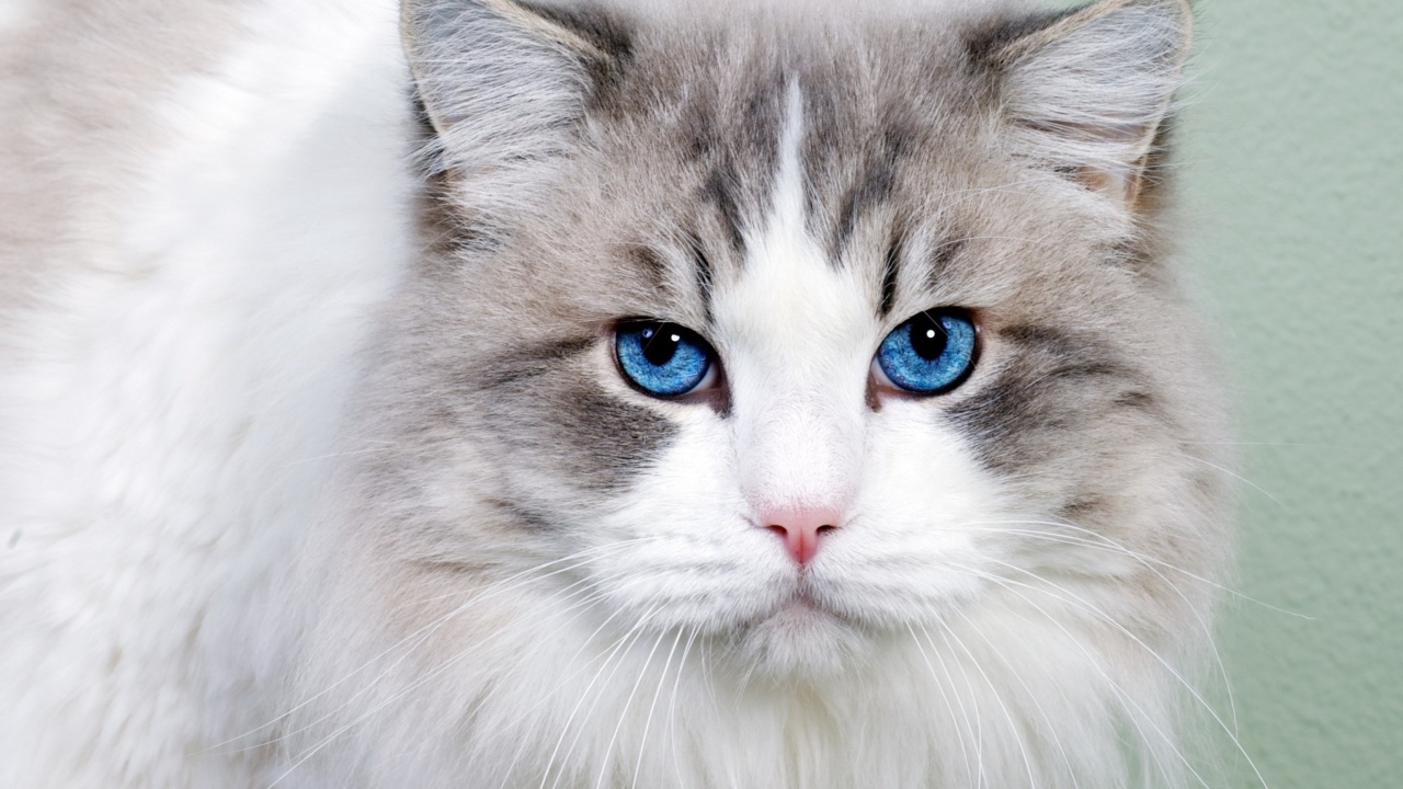 Screenshot №1 pro téma Cat with Blue Eyes 1280x720