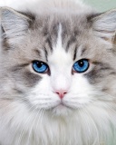 Обои Cat with Blue Eyes 128x160
